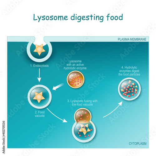 Endocytosis. Lysosome digesting food. photo