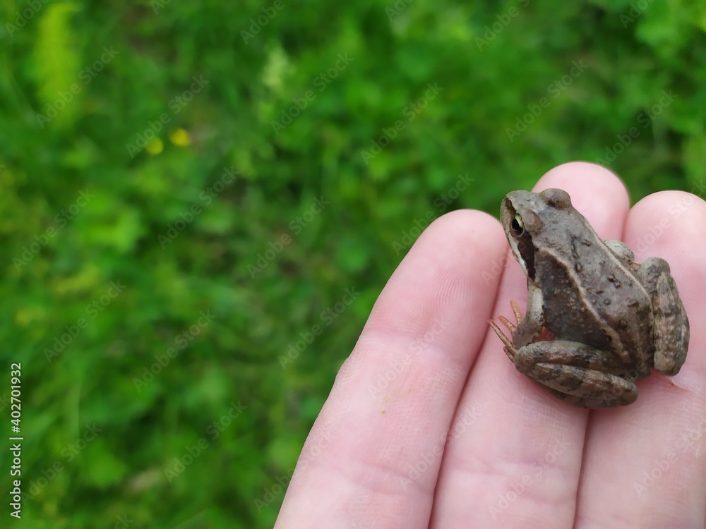 frog in the hand