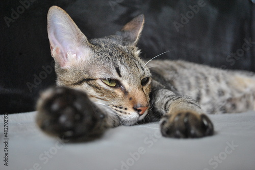 Lazy Cat