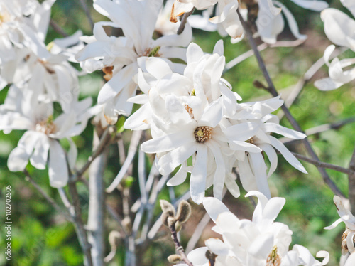 White magnolia in bloom. Candid.