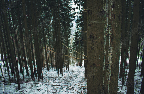 Baumlandschaft Winter