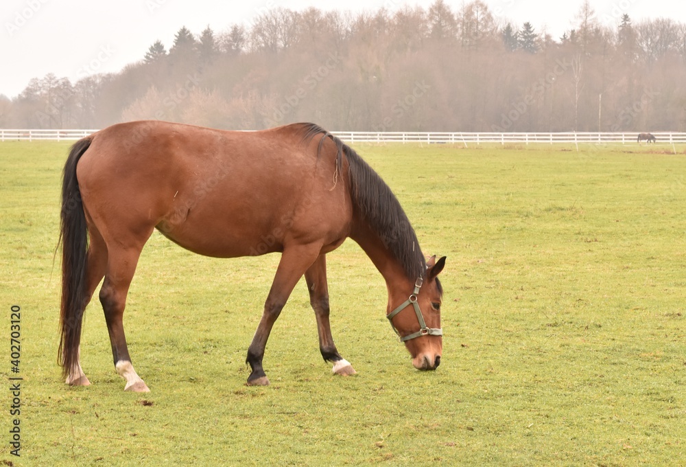 Obraz premium horse and foal