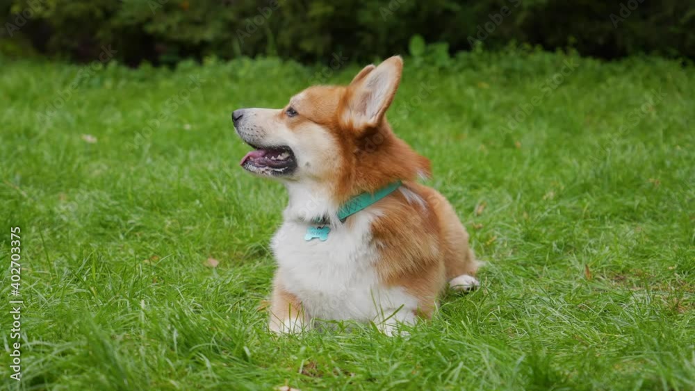 A beautiful reddish white Pembroke Welsh Corgi sits, looks forward, on the green grass in the park. The dog begins to twist its head and bark. Day of dogs, day of pets. Close up. Slow motion. A beautiful reddish white Pembroke Welsh Corgi sits, looks forward, on the green grass in the park. The dog begins to twist its head and bark. Day of dogs, day of pets. Close up. Slow motion.