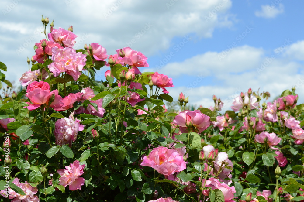 pink roses pink roses