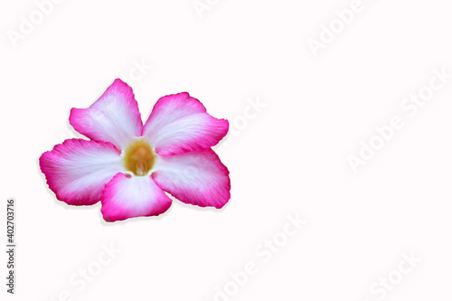 white and pink flower isolate on white background