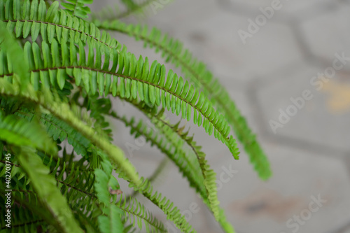 plant with small leaf hanging out of the potted