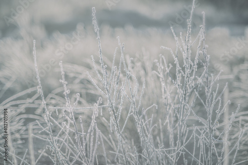 Sunlight on Frosty Winter Branches In Freezing Weather © ystewarthenderson