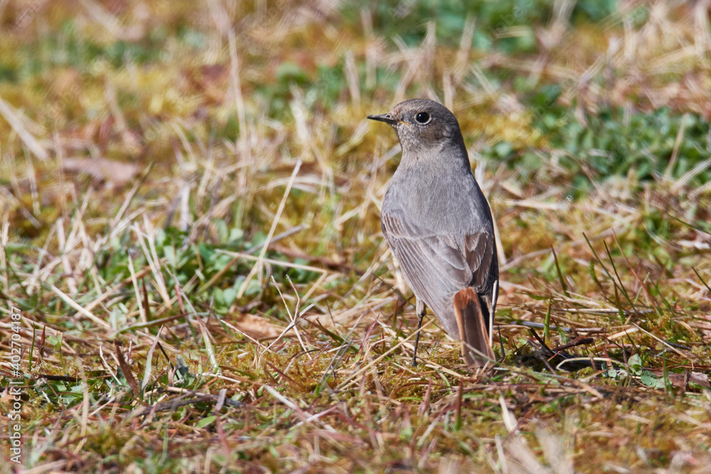 Weiblicher Hausrotschwanz (Phoenicurus ochruros) Weiblicher Hausrotschwanz (Phoenicurus ochruros)