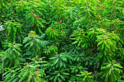 green leaves of dense tree with tiny red fruits in garden