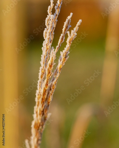 winter grass