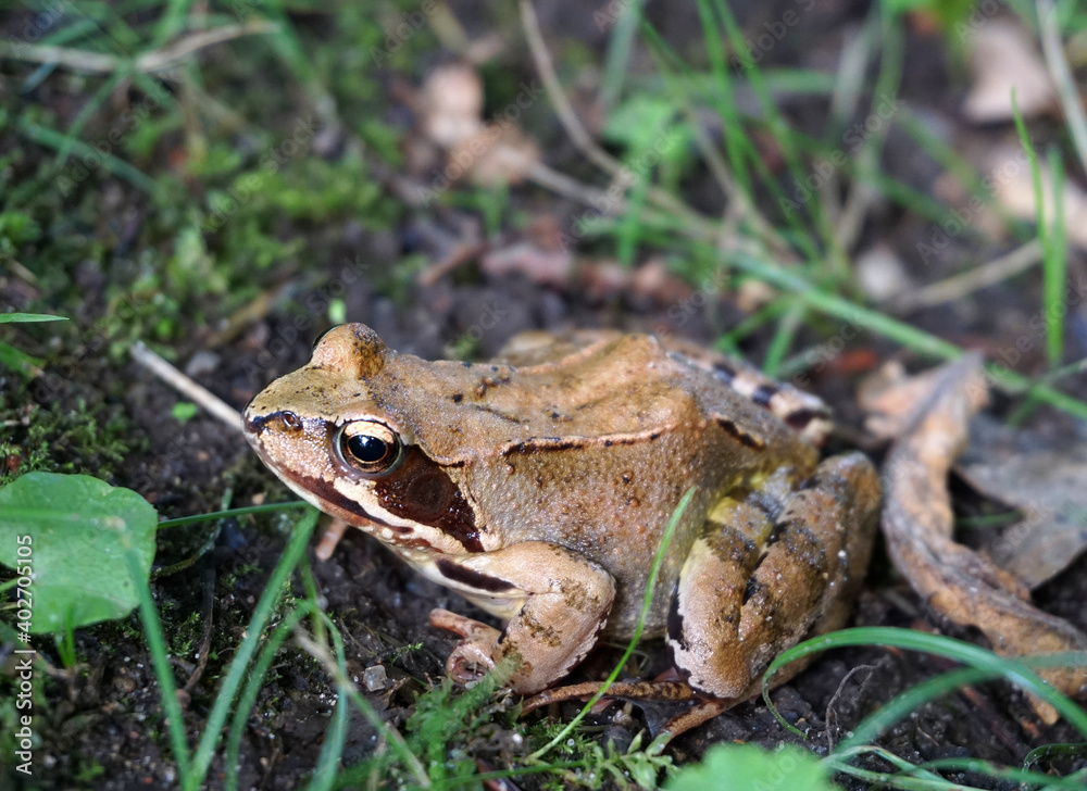 kleiner Frosch im Laub auf dem Waldboden - little frog kleiner Frosch im Laub auf dem Waldboden - little frog