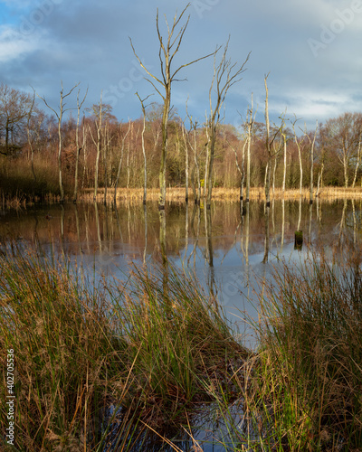 Winter landscape image of the dead trees in Arcot Pond, Cramlington, Northumberland, England.