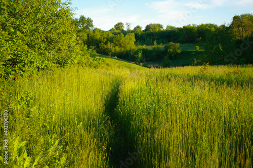 
Path in the tall grass