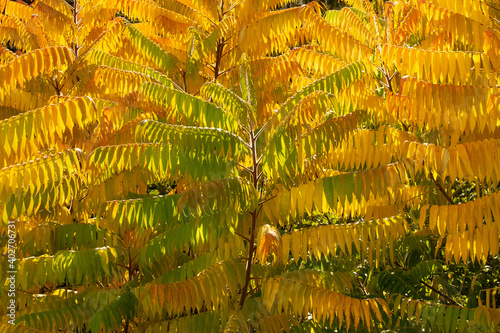 Goldener Herbst photo