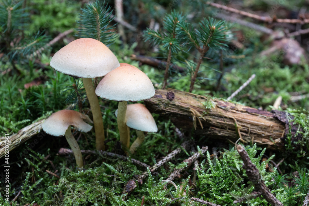 Fototapeta premium Pilze im Wald