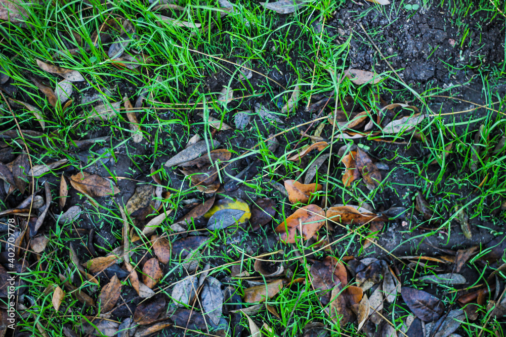 winter grass winter grass