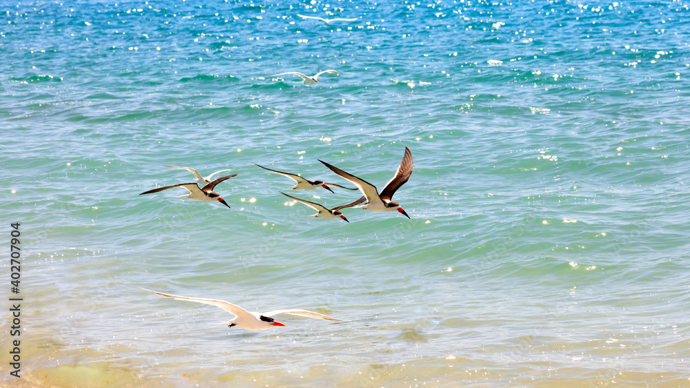 Flock of skimmers fly over water
