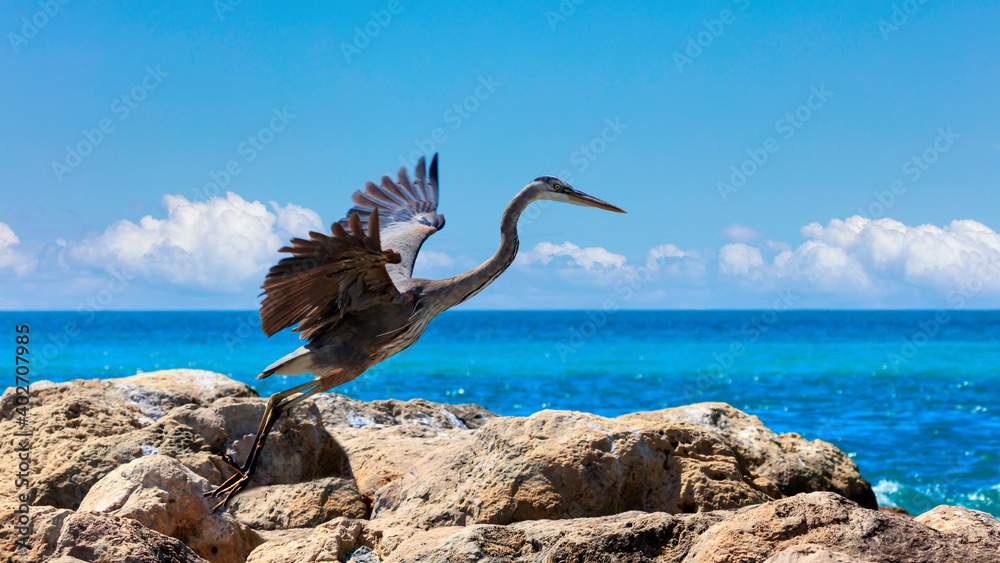 Great blue heron takes off for flight from a cliff