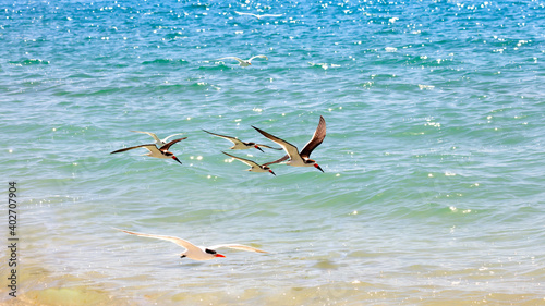 Obraz na płótnie Flock of skimmers fly over water w salonie