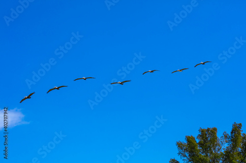 Obraz na płótnie Formation of pelicans against blue sky w salonie