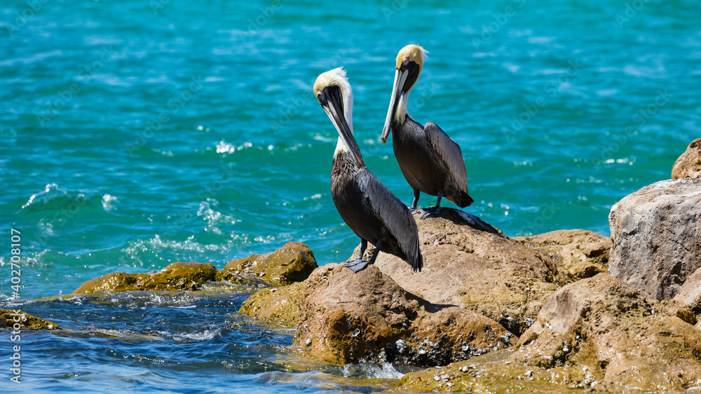 Two pelicans sitting on a rock near the water