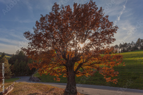 Autumn colored oak with sun filtering through the branches, Collepietra - Steinegg, South Tyrol, Italy. Concept: autumn landscape in the Dolomites photo