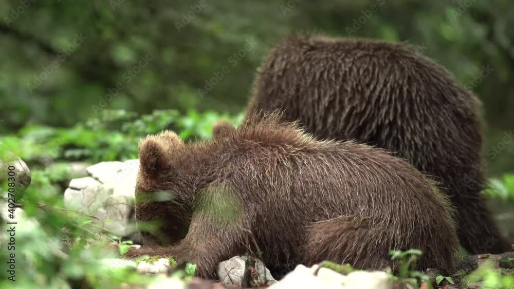 Brown bears cub search for food in the forest. European nature during spring time. Bears move in nature. Brown bears cub search for food in the forest. European nature during spring time. Bears move in nature.
