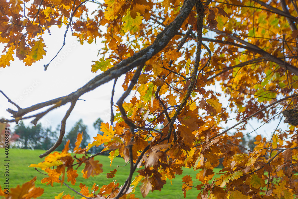Orange oak leaves in autumn, Collepietra - Steinegg, South Tyrol, Italy. Concept: autumn landscape in the Dolomites Orange oak leaves in autumn, Collepietra - Steinegg, South Tyrol, Italy. Concept: autumn landscape in the Dolomites