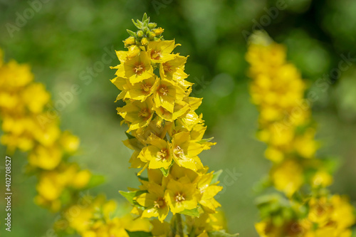 yellow flowers in the garden