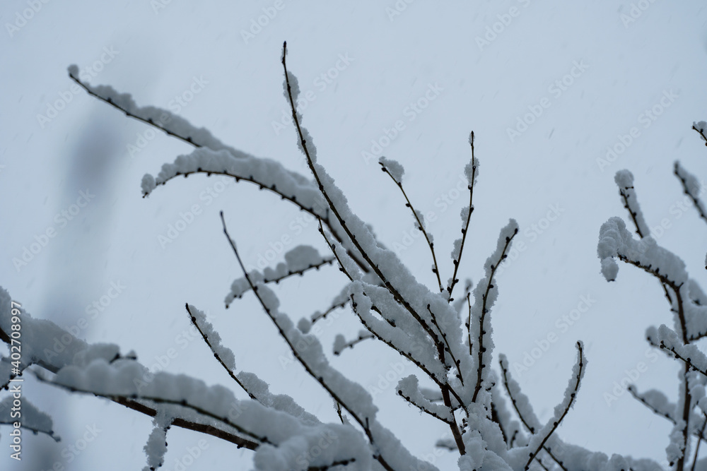 Obraz premium The branches are covered with snow. Frosty tree branch in winter