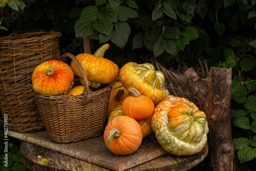 pumpkins in a basket