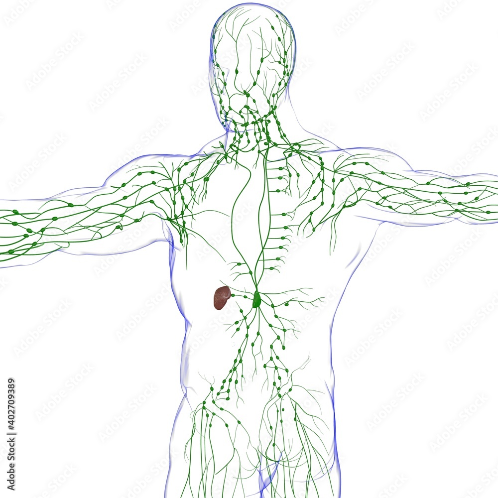 Human Lymph Nodes Anatomy For Medical Concept 3D Rendering Human Lymph Nodes Anatomy For Medical Concept 3D Rendering