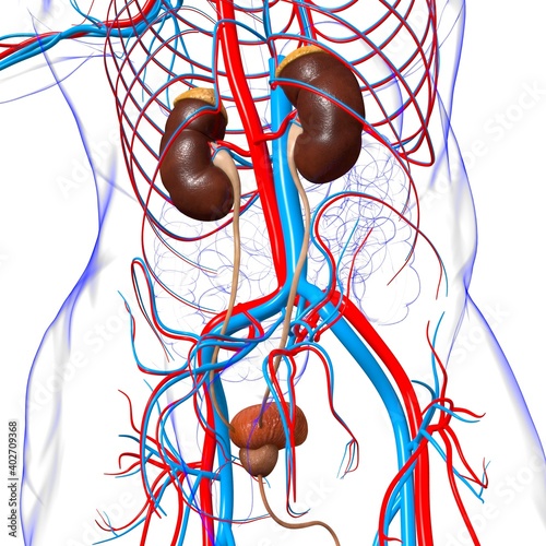 Human Urinary System Kidneys with Bladder Anatomy For Medical Concept 3D Rendering