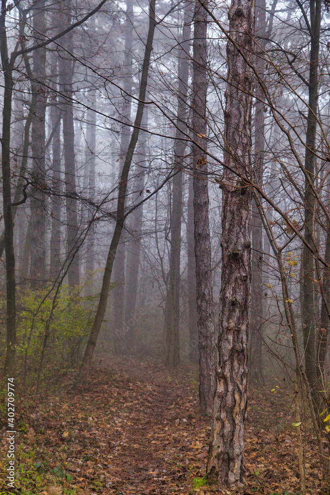 misty autumn forest in the morning misty autumn forest in the morning