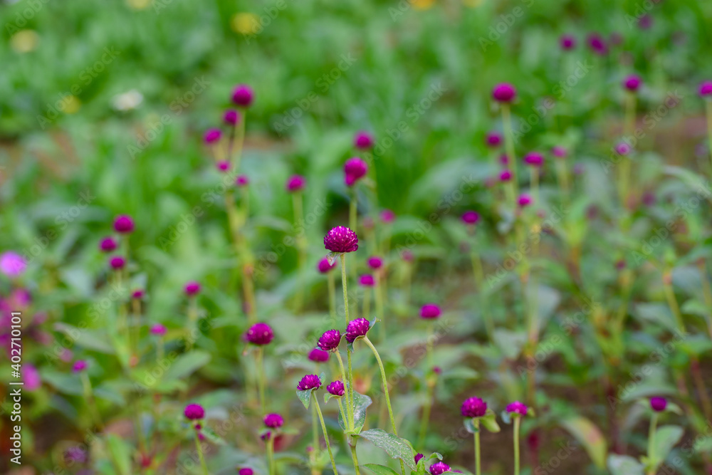 flowers in the garden