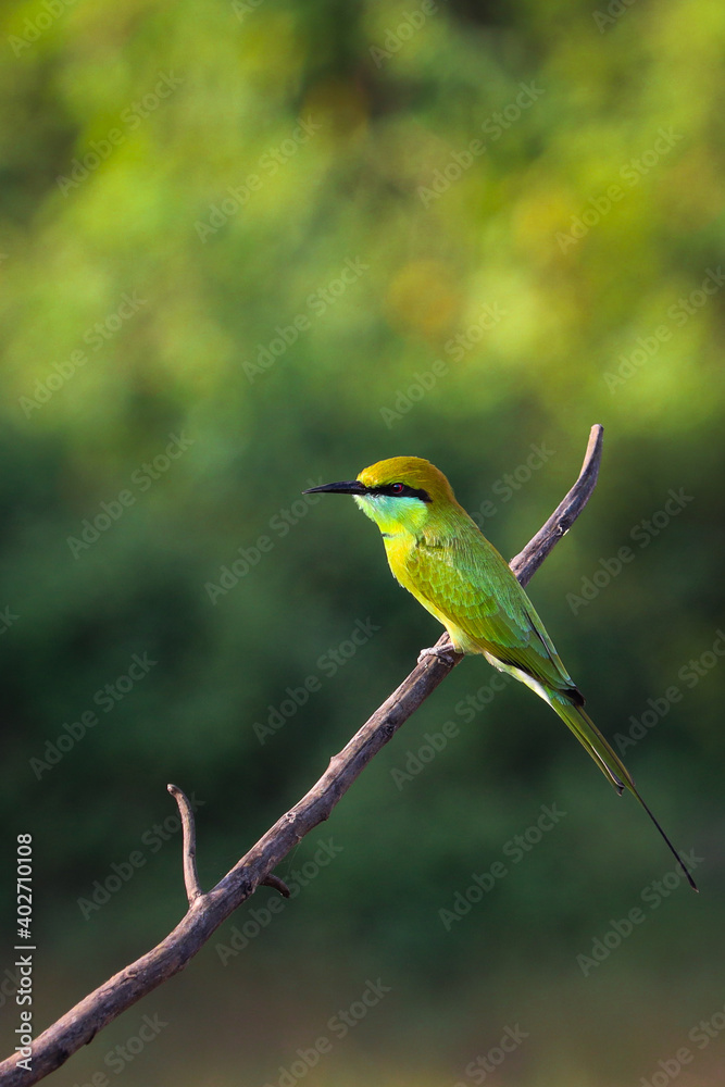 Green bee-eater sitting on wire with green background.
