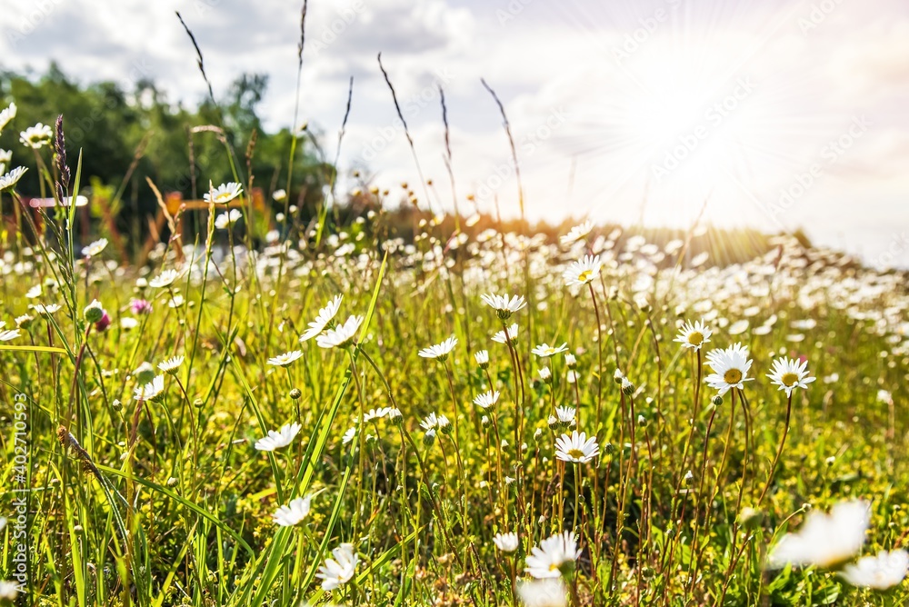 Field of daisy flowers , summer sunny day