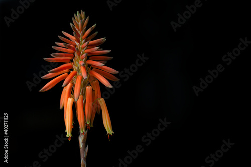 aloe brevifolia photo