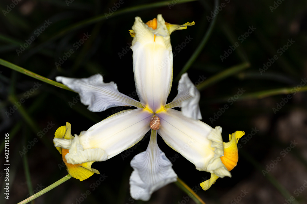 lirio blanco con huésped lirio blanco con huésped