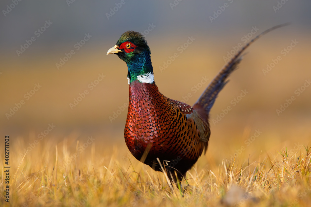 Fototapeta premium Common pheasant, phasianus colchicus, cock walking on field in autumn nature. Ring-necked male bird with brown body and green head observing on dry grassland in fall.