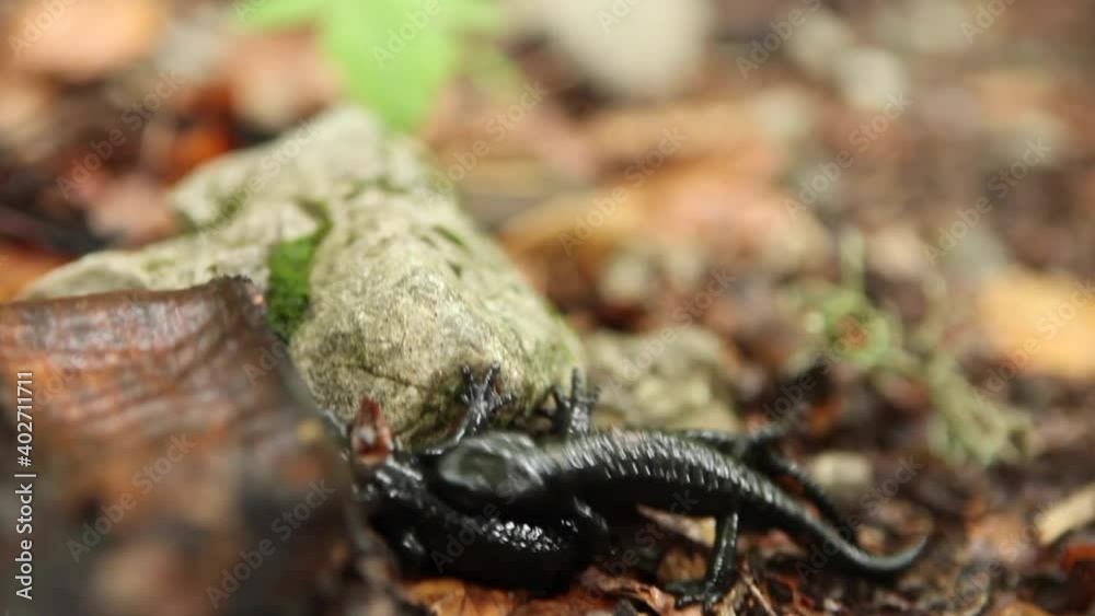 alpine salamander (Salamandra atra) alpine salamander (Salamandra atra)