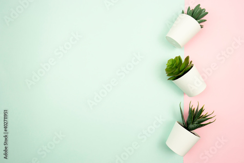 Three different kinds of succulents in white flowerpots stand on a colorful pink and blue background