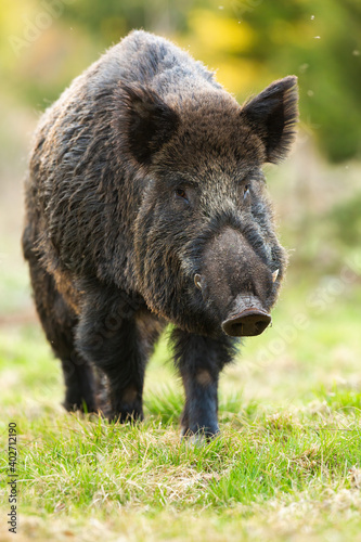 Wild boar, sus scrofa, marching on green glade in spring nature. Brown snout walking on grassland in springtime. Hairy big hog going on fresh meadow vertical.