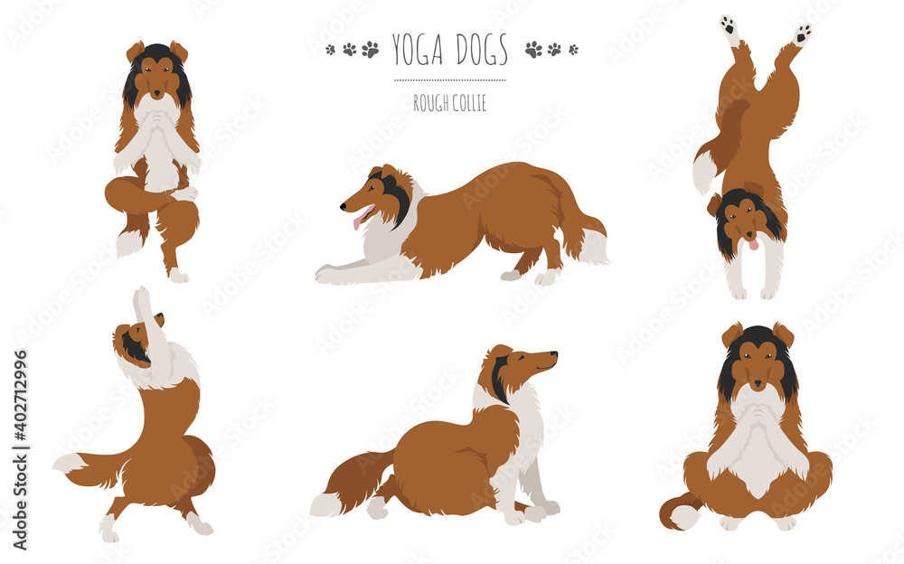 Yoga dogs poses and exercises. Rough collie clipart