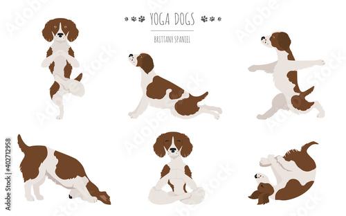 Brittany spaniel yoga. Yoga dogs poses and exercises © a7880ss