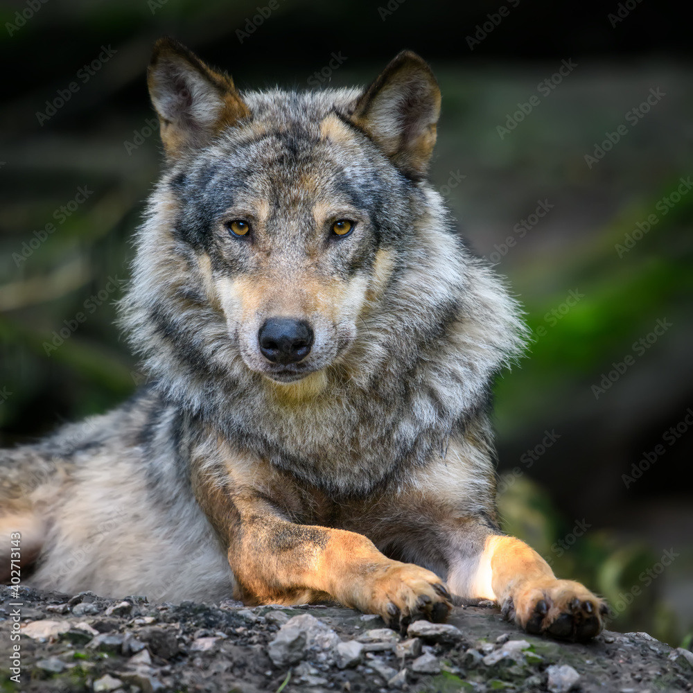 Gray wolf, Canis lupus, in the summer light, in the forest Gray wolf, Canis lupus, in the summer light, in the forest