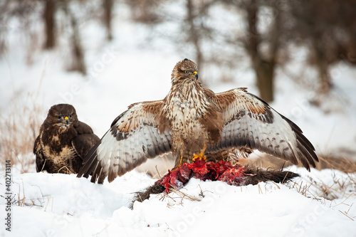 Dominant common buzzard, buteo buteo, claiming the carcass. Cruel animal wildlife standing on its dead prey with open wings. Two raptors feeding in snow.