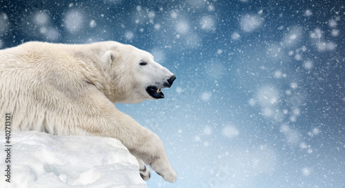 Polar bear on a melting ice floe in the arctic sea