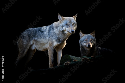 Two wolf isolated on black background