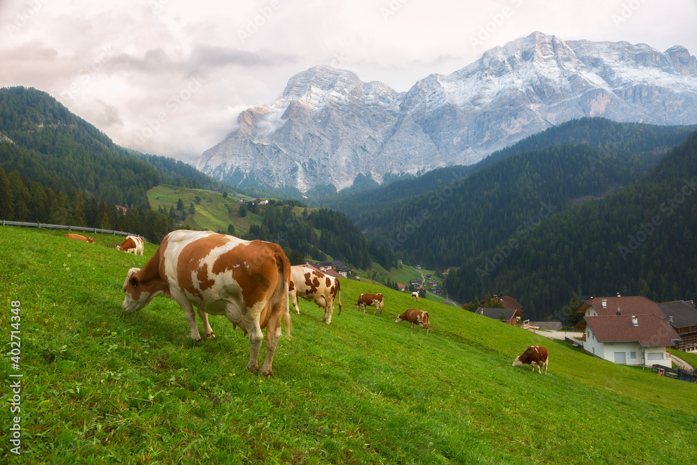 herd of cows grazing on a mountain pasture